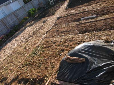 Sat 25th July.all mulched_community garden